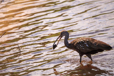 Limpkin bird aramus guarauna forages for mollusks in the lake at myakka state park in sarasota