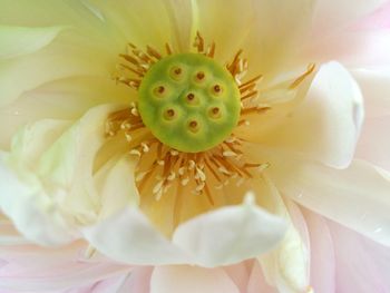 Close-up of lotus water lily