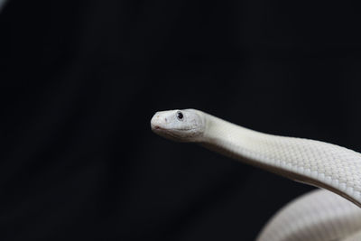 Close-up of a lizard on black background