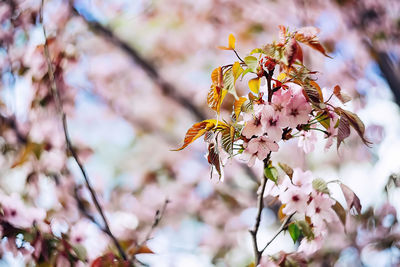 Sakura branch in blossom