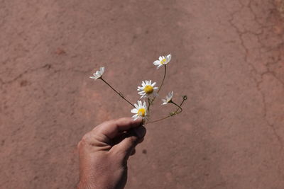 Close-up of white flower