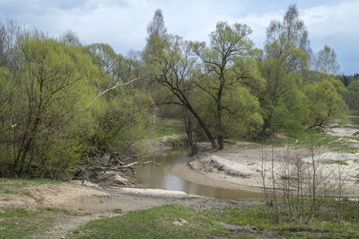 Scenic view of river in forest against sky