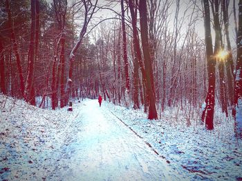 Bare trees on snow covered road during winter