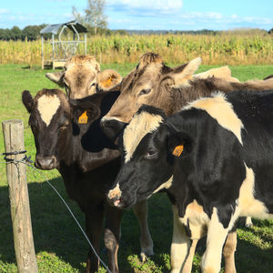 Cows in a field