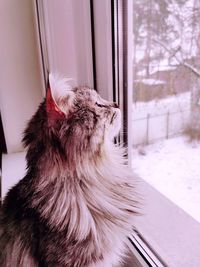 Cat looking through window