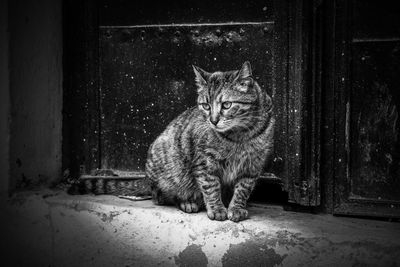 Portrait of cat sitting on door