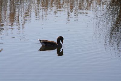 Duck swimming in lake