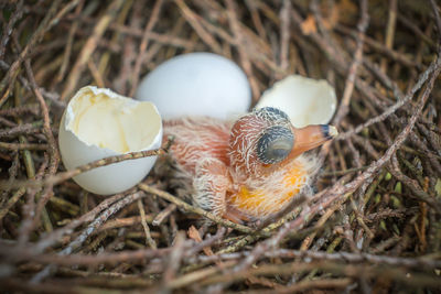 Close-up of birds in nest