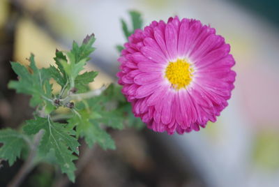 Close-up of pink flowering plant