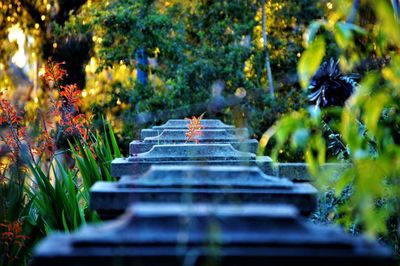 Boardwalk amidst plants in park