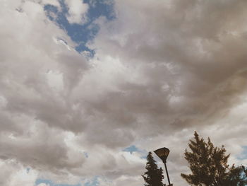 Low angle view of trees against sky