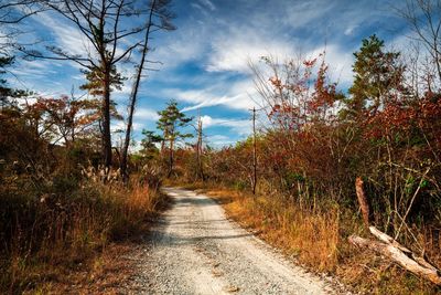 Road amidst trees against sky