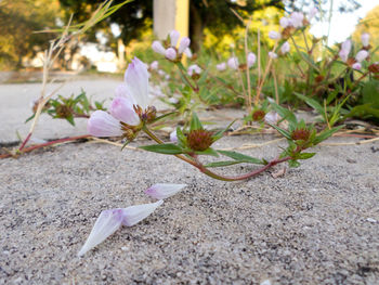 Close-up of crocus flowers