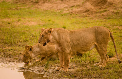 Lionesses drinking water in lake