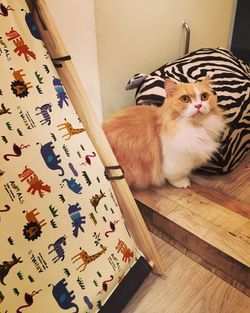 High angle view of cat on hardwood floor