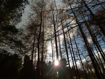 Low angle view of silhouette trees against sky during sunset