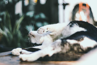 Close-up of cat sleeping