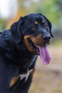 Close-up of a dog looking away