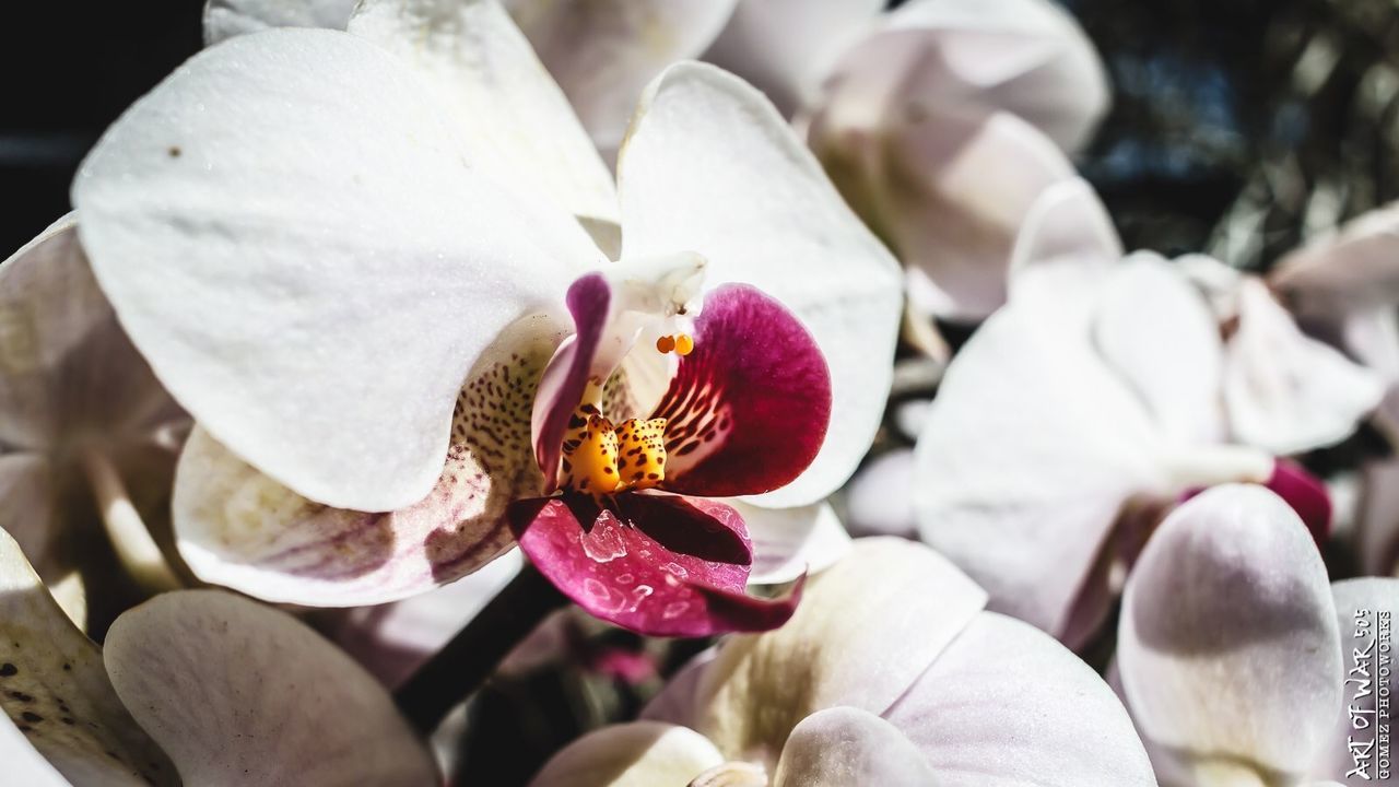 CLOSE-UP OF ORCHID