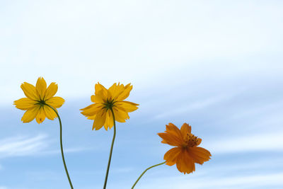 Close-up of yellow flowering plant