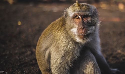 Portrait of monkey sitting outdoors