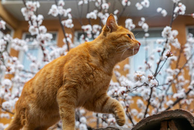 Ginger cat in the spring time