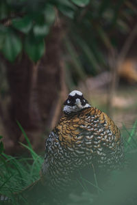 Close-up of bird