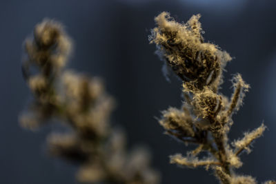 Close-up of dead flowers