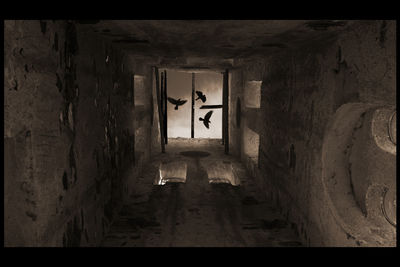 Silhouette birds seen through skylight at historic church