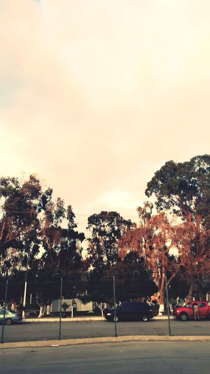 tree, road, sky, nature, outdoors, growth, beauty in nature, no people, tranquility, landscape, day, scenics, tranquil scene, change, the way forward, cloud - sky, cloud, overcast, idyllic