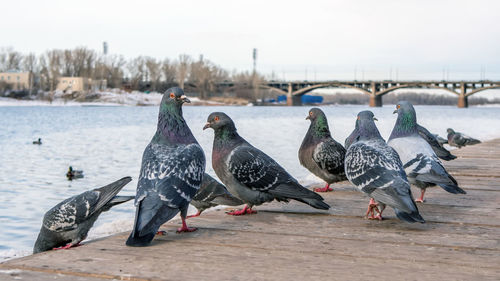 A flock of pigeons on the wooden floor near the river. winter shoot. close-up.