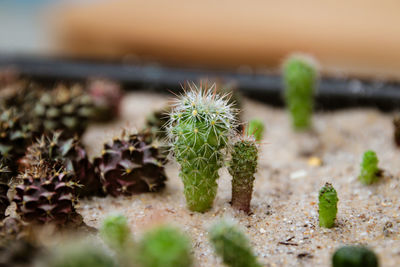 Close-up of cactus growing on field