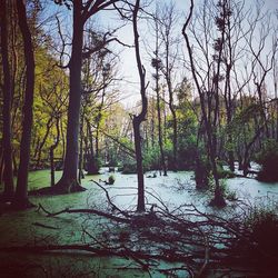 Bare trees by river