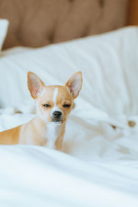 Portrait of dog lying on bed