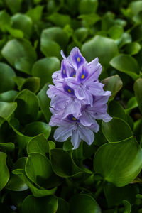 Close-up of purple flowering plant leaves