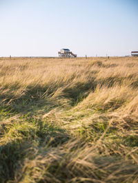 grass