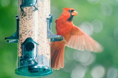 Close-up of bird perching on feeder