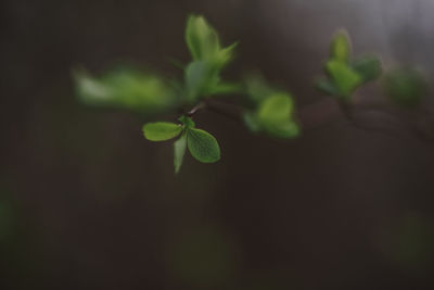 Close-up of plant