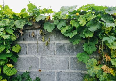 Low angle view of ivy on wall