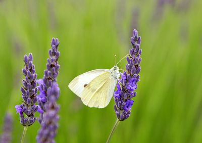 Close-up of butterfly on purple flower