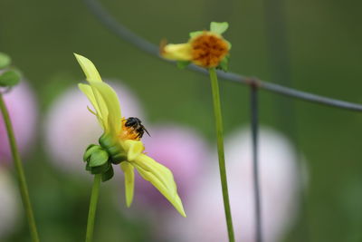 Close-up of bee on flower