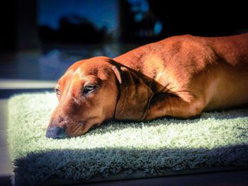 Close-up of dog resting