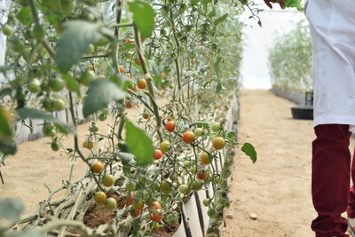 Full frame shot of fruit growing on tree