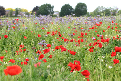 Close-up of red poppies on field