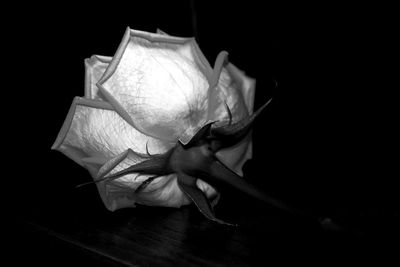 Close-up of rose against black background