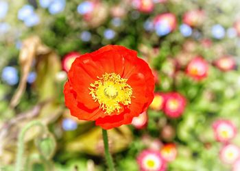 Close-up of red poppy blooming outdoors