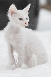 Close-up portrait of cat