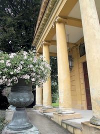 Potted plants against building