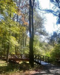 Trees in forest