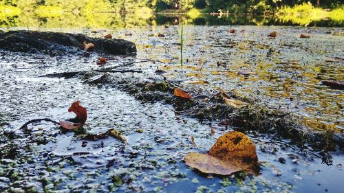 Leaves floating on water in lake
